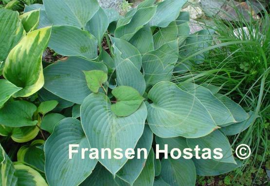 Hosta North Atlantic